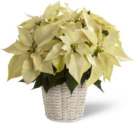 White Poinsettia Basket -A local Pittsburgh florist for flowers in Pittsburgh. PA